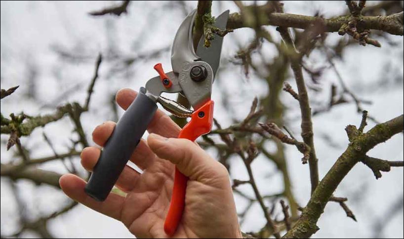 Das passende Werkzeug zur Gehölzpflege. Gartenschere, Säge oder Schere?